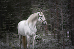 Lusitano