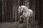 Lusitano
