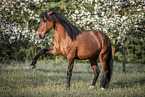 Lusitano in spring