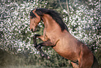 Lusitano in spring