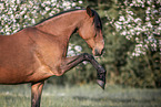 Lusitano in spring