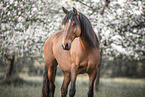 Lusitano in spring