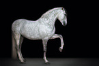 Lusitano