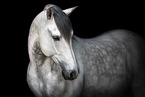 Lusitano