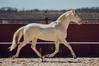 Lusitano
