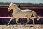 Lusitano