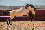 Lusitano