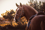 Lusitano