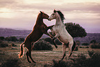 Lusitano