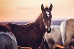 Lusitano foal