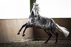 Lusitano