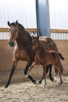 Lusitano