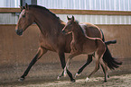 Lusitano