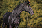 Lusitano