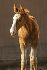 Lusitano