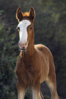 Lusitano