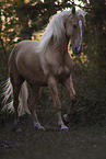 Lusitano