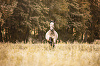Lusitano