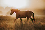 Lusitano
