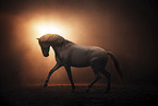 Lusitano