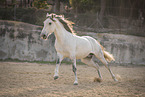 Lusitano