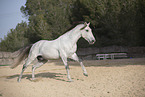 Lusitano