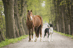 Lusitano and great dane