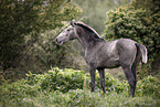 Lusitano yearling