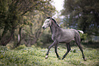 Lusitano yearling