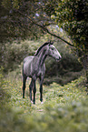 Lusitano yearling