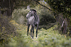 Lusitano yearling