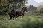 Lusitano yearling