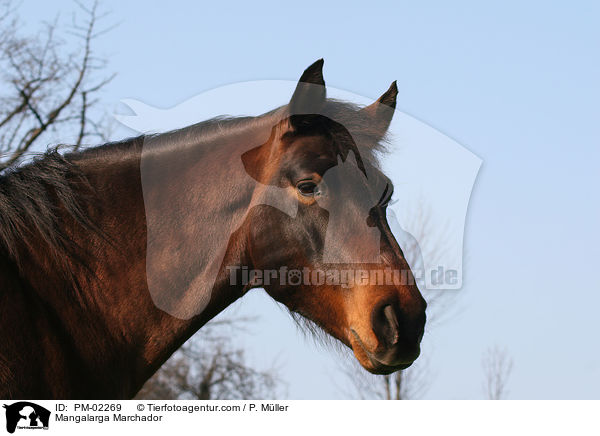 Mangalarga Marchador / Mangalarga Marchador / PM-02269