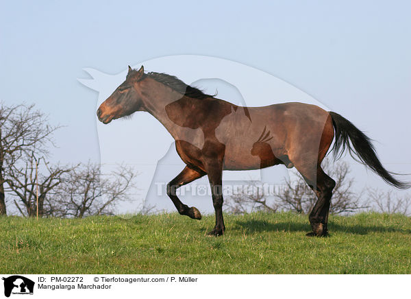 Mangalarga Marchador / PM-02272