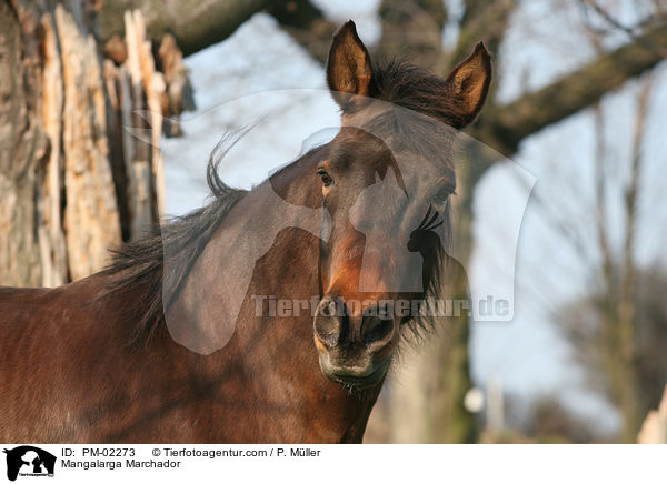 Mangalarga Marchador / PM-02273