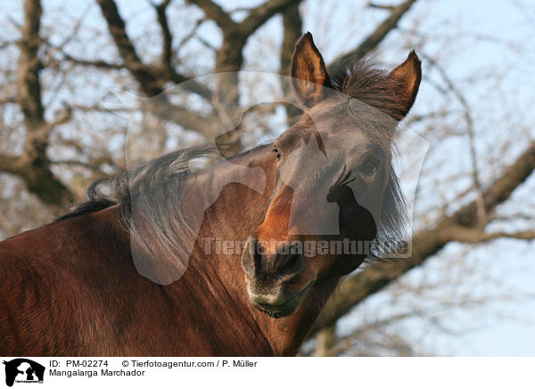 Mangalarga Marchador / PM-02274
