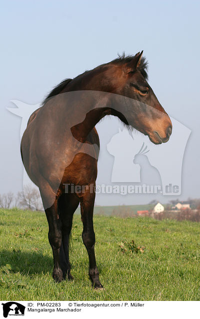 Mangalarga Marchador / PM-02283