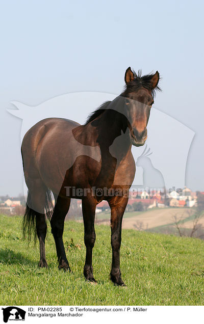 Mangalarga Marchador / Mangalarga Marchador / PM-02285