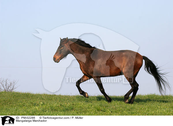 Mangalarga Marchador / PM-02286