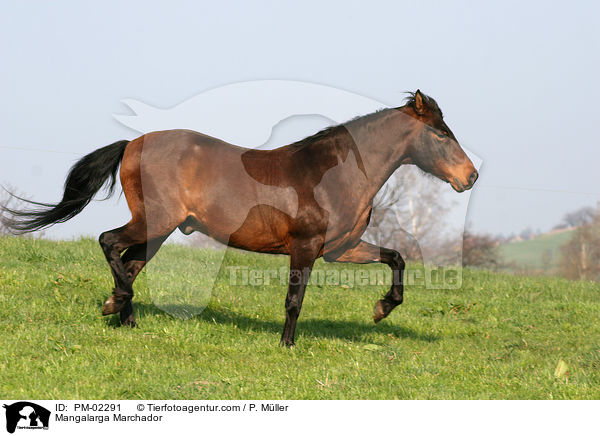 Mangalarga Marchador / Mangalarga Marchador / PM-02291
