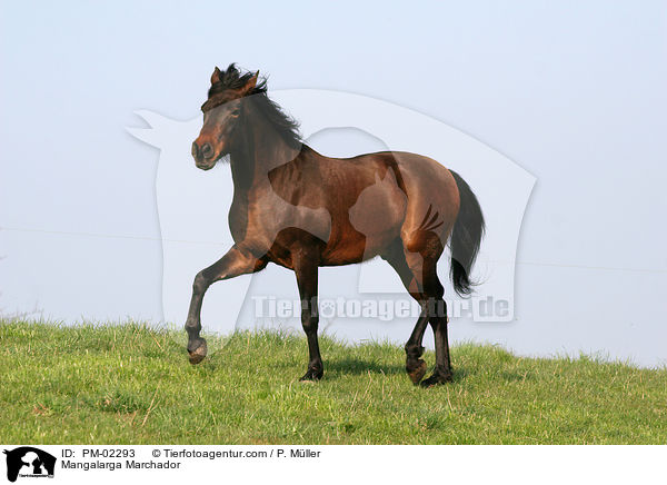 Mangalarga Marchador / Mangalarga Marchador / PM-02293