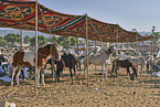 Marwari Horses on the animal market