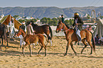 Marwari Horses on the animal market
