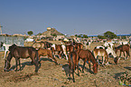 Marwari Horses on the animal market