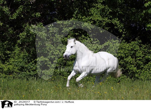 galoppierendes Mecklenburgisches Pony / galloping Mecklenburg Pony / JH-24017