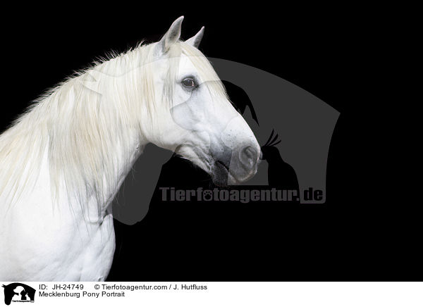 Mecklenburger Pony Portrait / Mecklenburg Pony Portrait / JH-24749