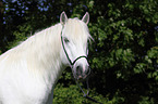 Mecklenburg Pony Portrait