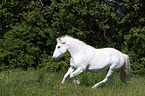 galloping Mecklenburg Pony