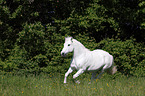 galloping Mecklenburg Pony