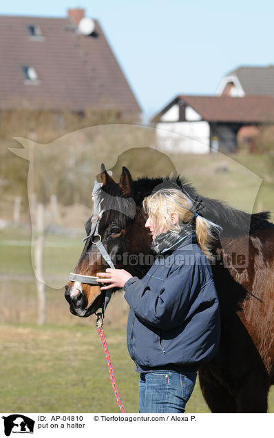 aufhalftern / put on a halter / AP-04810